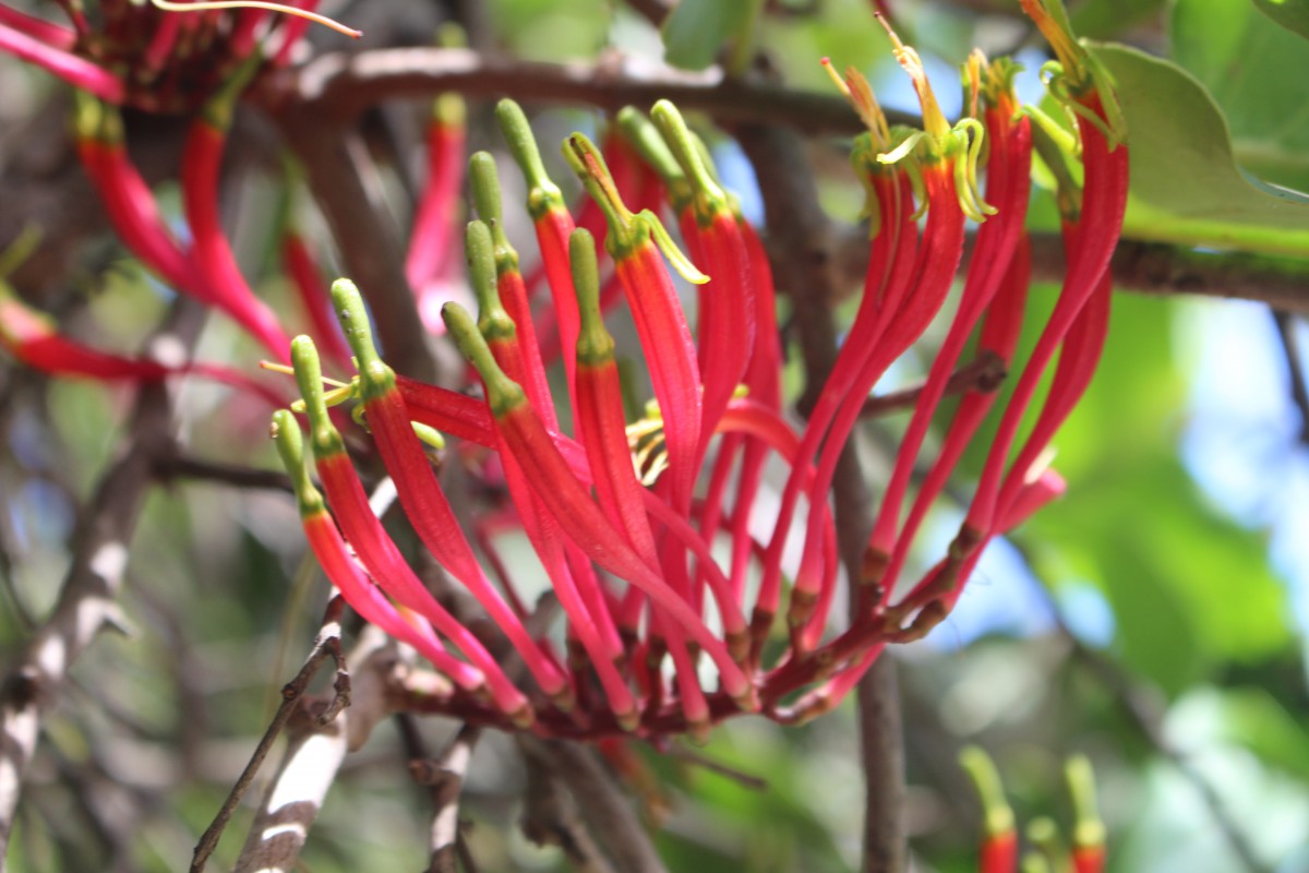 Loranthaceae